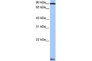 WB Suggested Anti-AARS Antibody Titration:  0.