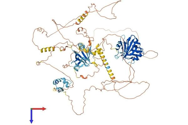 NCOA7 Protein (AA 1-943) (His tag)