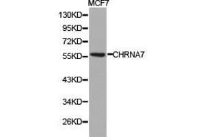Western Blotting (WB) image for anti-Cholinergic Receptor, Nicotinic, alpha 7 (Neuronal) (CHRNA7) antibody (ABIN1871856) (CHRNA7 Antikörper)