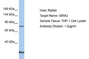Host: Rabbit Target Name: GRIA2 Sample Type: THP-1 Whole Cell lysates Antibody Dilution: 1. (GRIA2 Antikörper  (N-Term))