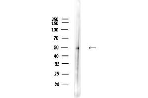 Western blot analysis of lysates from Mouse liver, using PTBP2 Antibody at 1/1000 dilution.