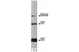 Western blot analysis of CD98HC on rat liver lysate. (SLC3A2 Antikörper  (AA 9-204))
