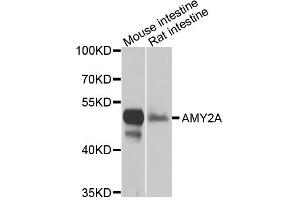 Western blot analysis of extracts of various cells, using AMY2A antibody.