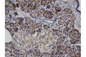 Image no. 1 for anti-Ankyrin Repeat and SOCS Box Containing 8 (ASB8) (AA 179-289) antibody (ABIN599610) (ASB8 Antikörper  (AA 179-289))