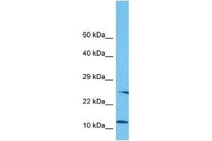 Host:  Rabbit  Target Name:  NNAT  Sample Tissue:  Human HepG2 Whole Cell  Antibody Dilution:  1ug/ml (Neuronatin (NNAT) (Middle Region) Antikörper)