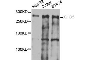 Western blot analysis of extracts of various cells, using CHD3 antibody.
