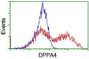 Image no. 2 for anti-Developmental Pluripotency Associated 4 (DPPA4) (AA 9-254) antibody (ABIN1491699) (DPPA4 Antikörper  (AA 9-254))
