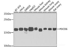 Western blot analysis of extracts of various cell lines using PDCD6 Polyclonal Antibody at dilution of 1:1000. (PDCD6 Antikörper)