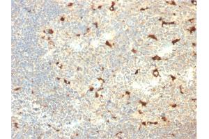Formalin-fixed, paraffin-embedded human Tonsil stained with CD68 Mouse Monoclonal Antibody (C68/2709). (CD68 Antikörper  (AA 150-221))