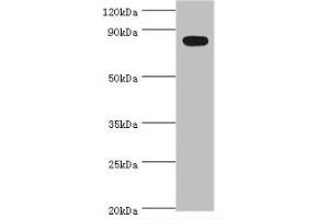 Western blot, All lanes: BACH1 antibody at 2ug/ml + Mouse thymus tissue. (BACH1 Antikörper  (AA 1-320))