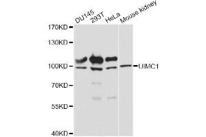 Western blot analysis of extracts of various cell lines, using UIMC1 antibody (ABIN6291037) at 1:3000 dilution. (UIMC1 Antikörper)