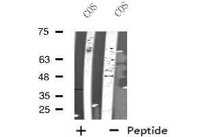 Western blot analysis of extracts from COS cells, using NLE1 antibody. (NLE1 Antikörper  (Internal Region))