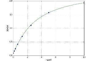 Melanoma Antigen Family C, 1 (MAGEC1) ELISA Kit