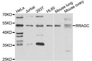 Western blot analysis of extracts of various cell lines, using RRAGC antibody. (GTR2 Antikörper)