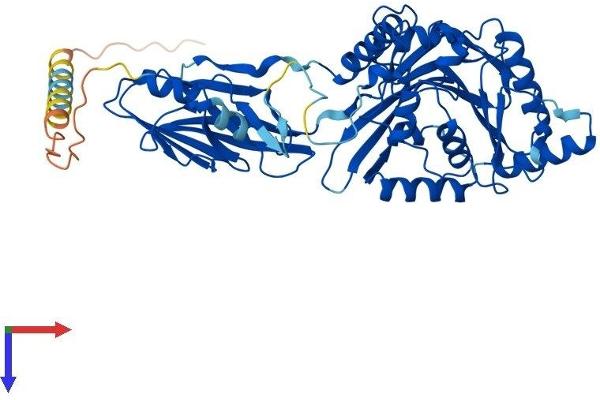 B4GALNT2 Protein (AA 1-510) (His tag)