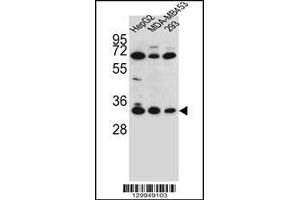Western blot analysis in HepG2,MDA-MB453,293 cell line lysates (35ug/lane). (OR2T3 Antikörper  (C-Term))