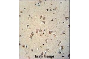 NI antibody (N-term) (ABIN654036 and ABIN2843947) immunohistochemistry analysis in formalin fixed and paraffin embedded human brain tissue followed by peroxidase conjugation of the secondary antibody and DAB staining. (NIPAL4 Antikörper  (N-Term))