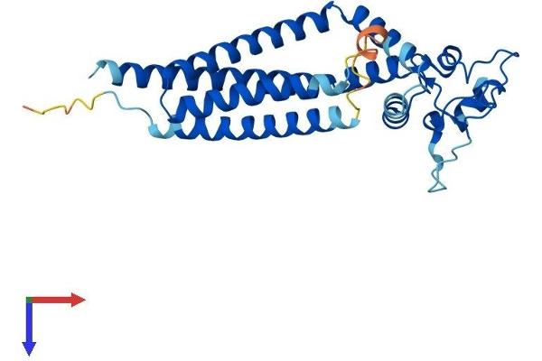 Tetraspanin 5 Protein (TSPAN5) (AA 1-268) (His tag)