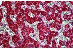 Human Liver: Formalin-Fixed, Paraffin-Embedded (FFPE) (TBC1D10A Antikörper  (AA 2-14))