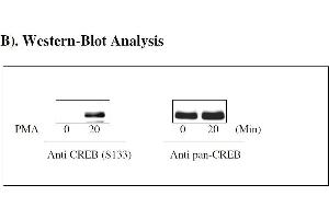 Image no. 4 for cAMP Responsive Element Binding Protein 1 (CREB1) ELISA Kit (ABIN1981714) (CREB1 ELISA Kit)