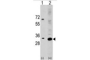 Image no. 3 for anti-Ribosomal Protein S6 (RPS6) (N-Term) antibody (ABIN357338) (RPS6 Antikörper  (N-Term))