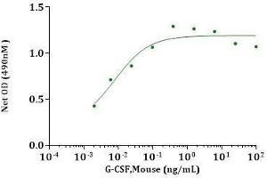 G-CSF, Mouse stimulates cell proliferation of M-NFS-60 cells. (G-CSF Protein (AA 31-208))