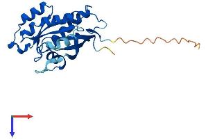 RAB39B Protein (AA 1-213) (His tag)