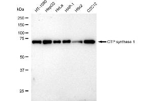 Western blotting analysis using CTP synthase 1 antibody (ABIN7798174). (Rekombinanter CTP Synthase Antikörper)