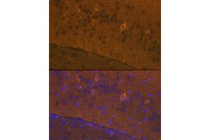 Immunofluorescence analysis of mouse brain cells using GluR1/GRI Rabbit pAb (826) at dilution of 1:100 (40x lens). (Glutamate Receptor 1 Antikörper  (AA 19-300))