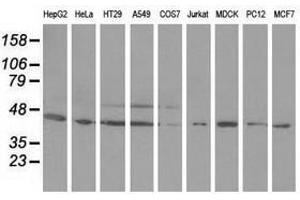 Image no. 2 for anti-Ornithine Decarboxylase 1 (ODC1) antibody (ABIN1499910) (ODC1 Antikörper)