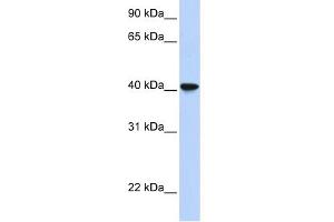 WB Suggested Anti-SIGLEC6 Antibody Titration:  0. (SIGLEC6 Antikörper  (Middle Region))