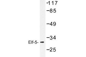 Image no. 1 for anti-E74-Like Factor 5 (Ets Domain Transcription Factor) (ELF5) antibody (ABIN272261) (ELF5 Antikörper)