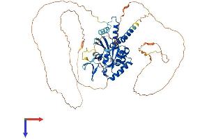 Septin 9 Protein (SEPT9) (AA 1-583) (His tag)