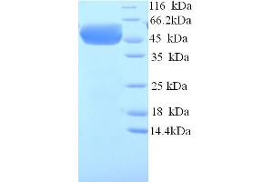 SDS-PAGE (SDS) image for Chromogranin A (CHGA) (AA 19-457) protein (His tag) (ABIN5713354)