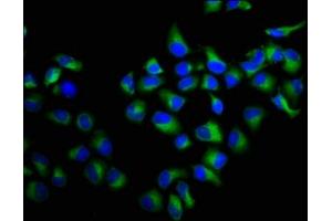 Immunofluorescence staining of Hela cells with ABIN7167390 at 1:100, counter-stained with DAPI. (rala Antikörper  (AA 1-203))