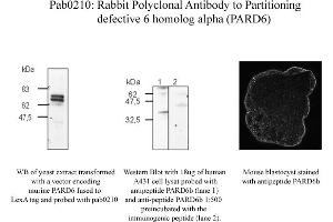 Image no. 1 for anti-Par-6 Partitioning Defective 6 Homolog beta (PARD6B) (N-Term) antibody (ABIN347091) (PARD6B Antikörper  (N-Term))