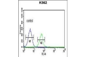 PLA2G4B Antibody (Center) (ABIN651112 and ABIN2840078) flow cytometric analysis of K562 cells (right histogram) compared to a negative control cell (left histogram).