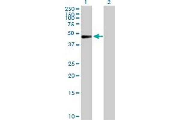 AFF4 antibody  (AA 1-365)
