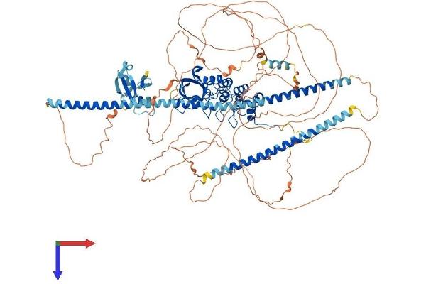 PPP1R13B Protein (AA 1-1090) (His tag)