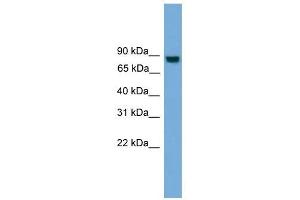EXOC8 antibody used at 1 ug/ml to detect target protein. (EXOC8 Antikörper  (N-Term))