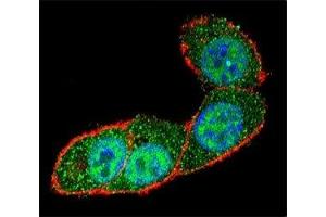 Confocal immunofluorescent analysis of SMAD3 antibody with HeLa cells followed by Alexa Fluor 488-conjugated goat anti-rabbit lgG (green). (SMAD3 Antikörper  (AA 127-156))