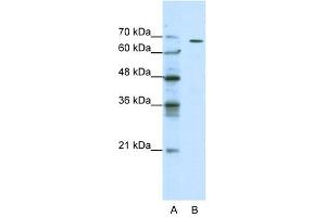 GABRQ antibody used at 0.