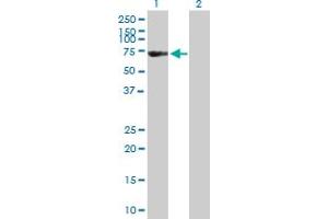 Western Blot analysis of FSD1 expression in transfected 293T cell line by FSD1 MaxPab polyclonal antibody. (FSD1 Antikörper  (AA 1-496))