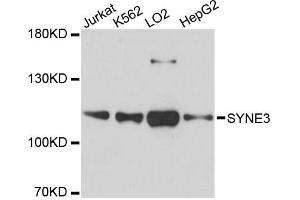 Western blot analysis of extracts of various cell lines, using SYNE3 antibody. (Nesprin3 Antikörper)