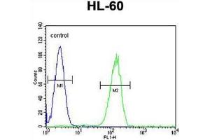 GPR142 Antibody (N-term) flow cytometric analysis of HL-60 cells (right histogram) compared to a negative control cell (left histogram). (GPR142 Antikörper  (N-Term))