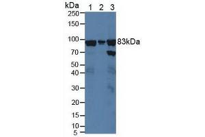Figure. (X-Ray Repair Cross Complementing 5 (AA 251-732) Antikörper)