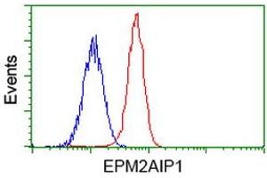 Image no. 4 for anti-EPM2A (Laforin) Interacting Protein 1 (EPM2AIP1) antibody (ABIN1498044) (EPM2AIP1 Antikörper)
