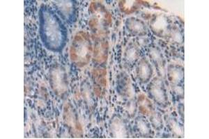 IHC-P analysis of Human Stomach Tissue, with DAB staining. (GDF5 Antikörper  (AA 86-501))