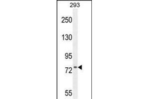 ZN Antibody (N-term) (ABIN654561 and ABIN2844268) western blot analysis in 293 cell line lysates (35 μg/lane). (ZNF611 Antikörper  (N-Term))