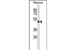 Western blot analysis in Ramos cell line lysates (35ug/lane). (TTL Antikörper  (C-Term))